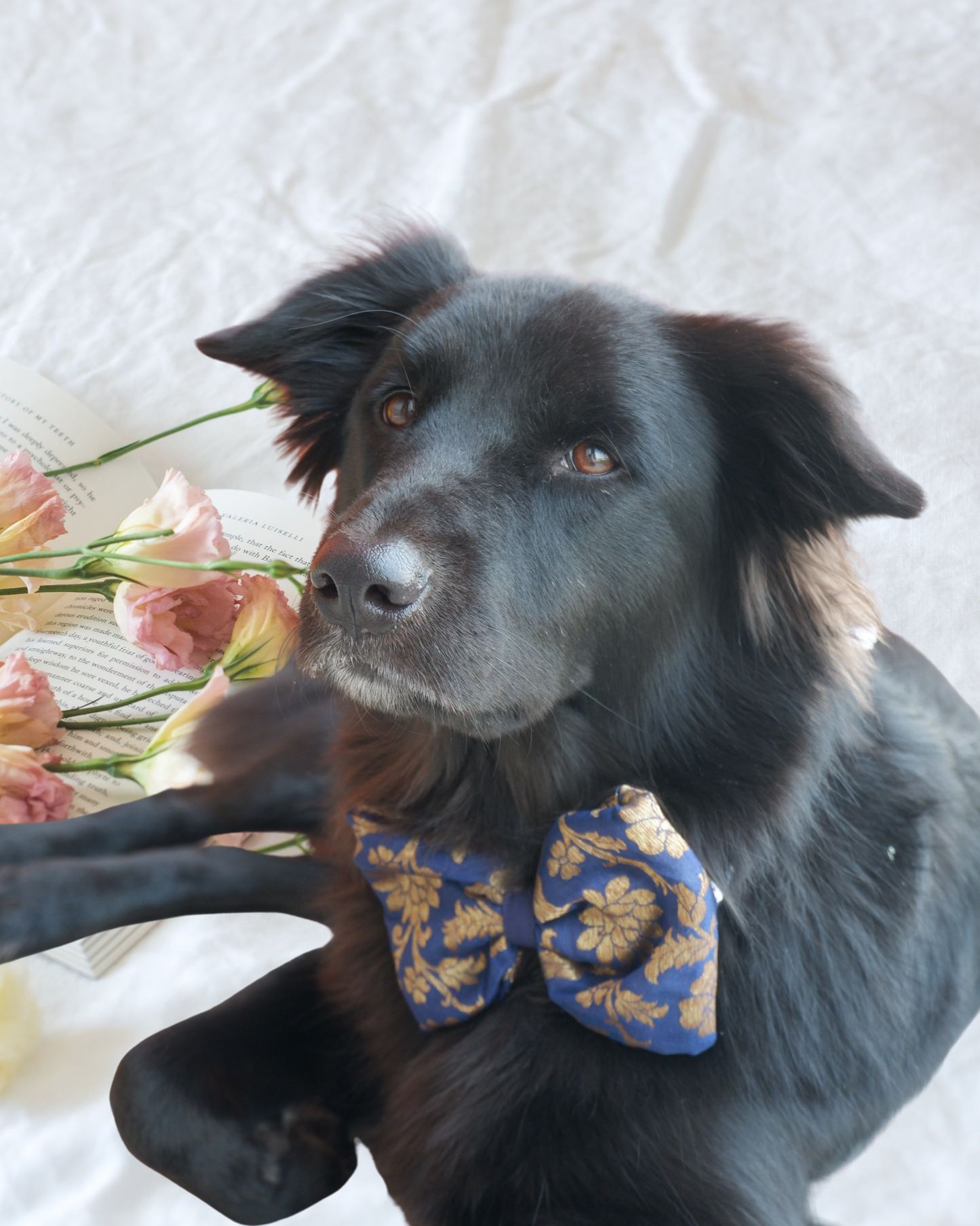 Pixie Woofs Royal Blue & Golden Bow for Pets/Paw-Babies