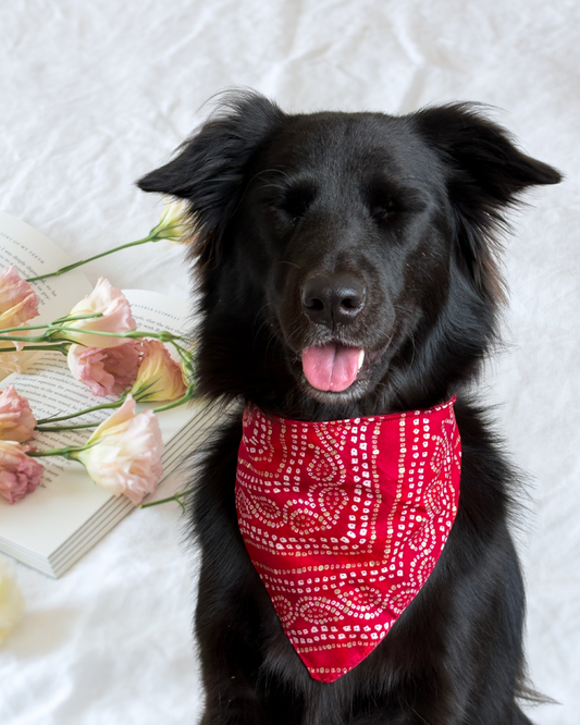 Pixie Woofs Pink Bandhani Bandana for Pets/Paw-Babies