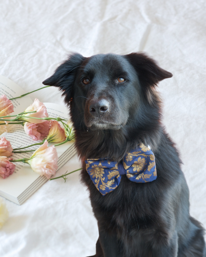 Pixie Woofs Royal Blue & Golden Bow for Pets/Paw-Babies