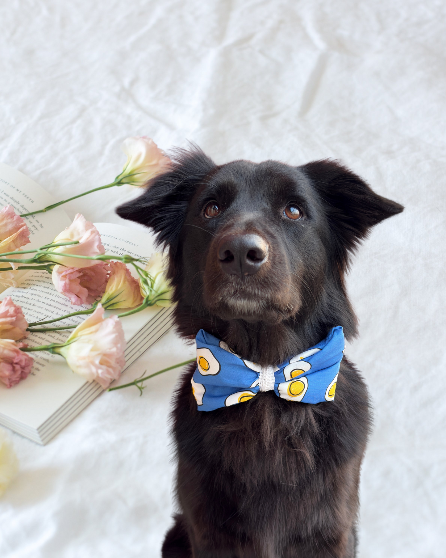 Pixie Woofs Quirky Egg-tastic Bow for Pets/Paw-Babies
