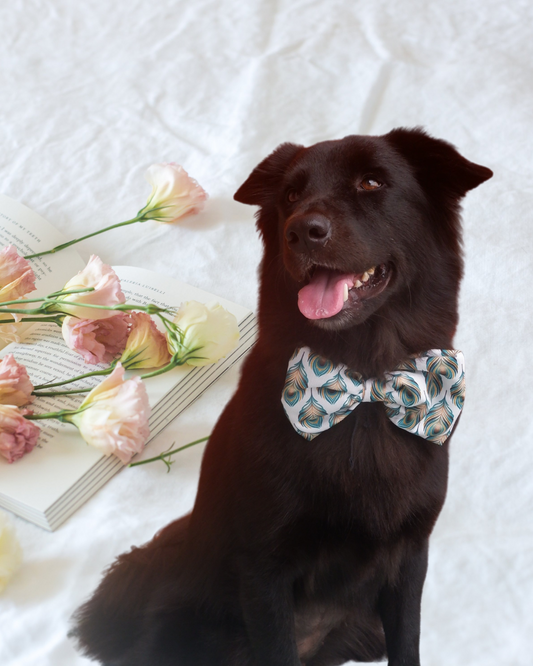 Pixie Woofs Mor Pankh Bow for Pets/Paw-Babies