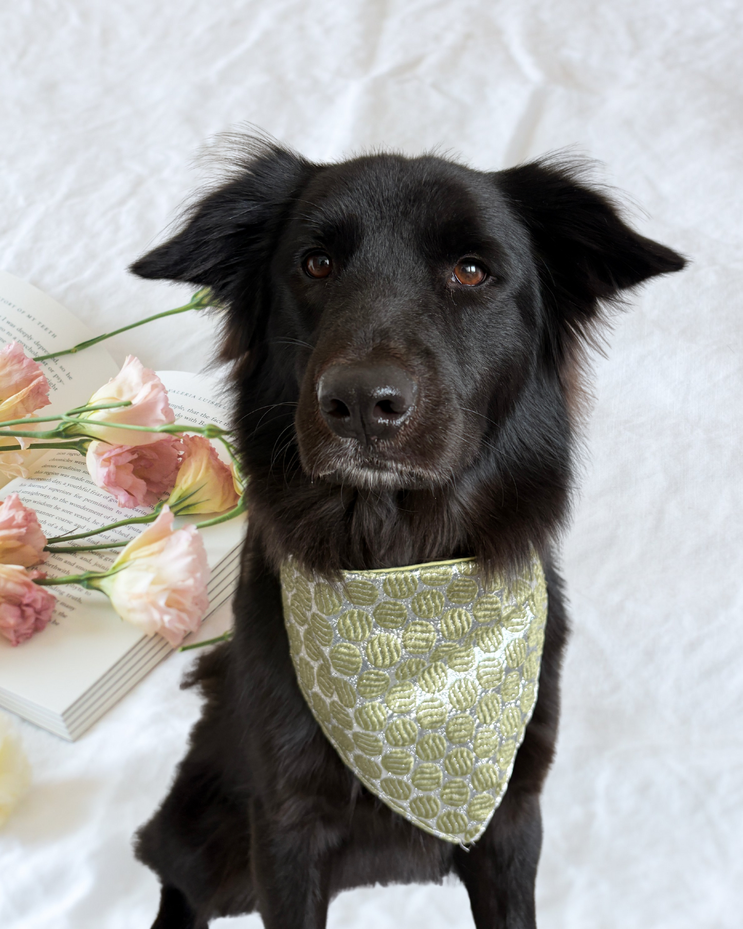 Pixie Woofs Dhinchak Silver & Muted Green Bandana for Pets/Paw-Babies