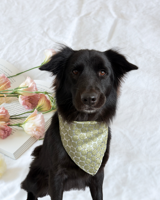 Pixie Woofs Dhinchak Silver & Muted Green Bandana for Pets/Paw-Babies
